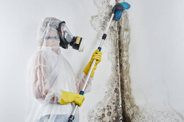 Why You Should Choose Our Mold Remediation Services in Kibler, AR